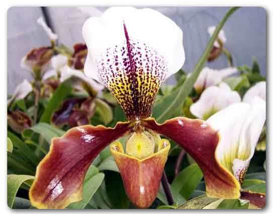  Meghalaya State flower, Lady’s Slipper Orchid, Paphiopedilum insigne